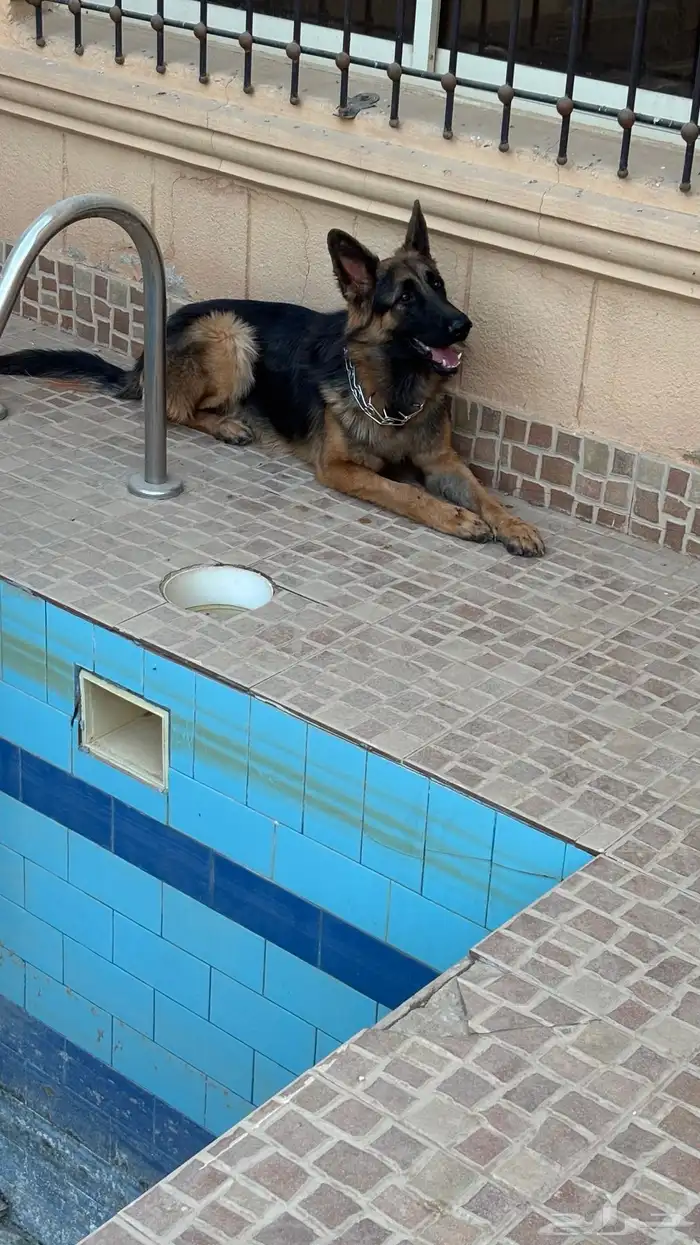 كلبين جيرمن 0