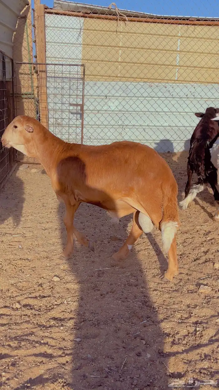 طليان سواكن فل شحم مرابي 4 شهور 4