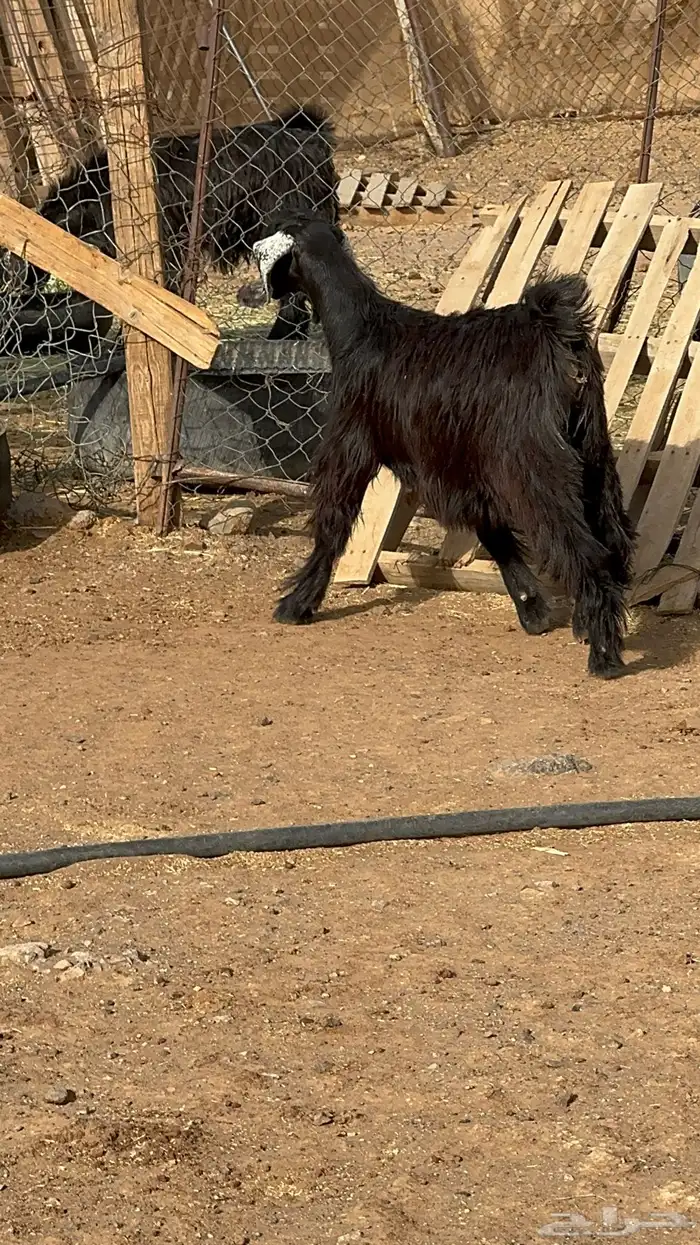 تيوس وجفار ذبايح 2