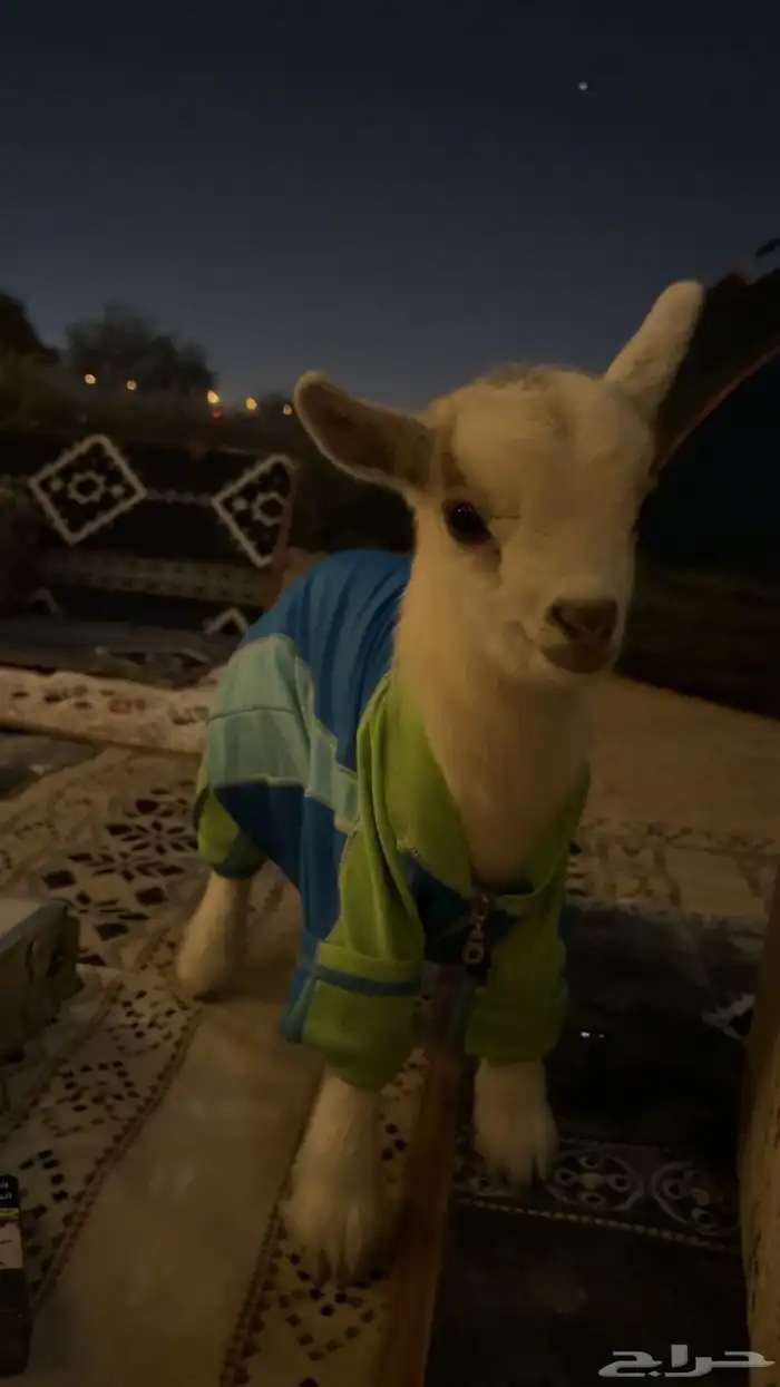 ماعز قزمي اب شيكي بيور 0