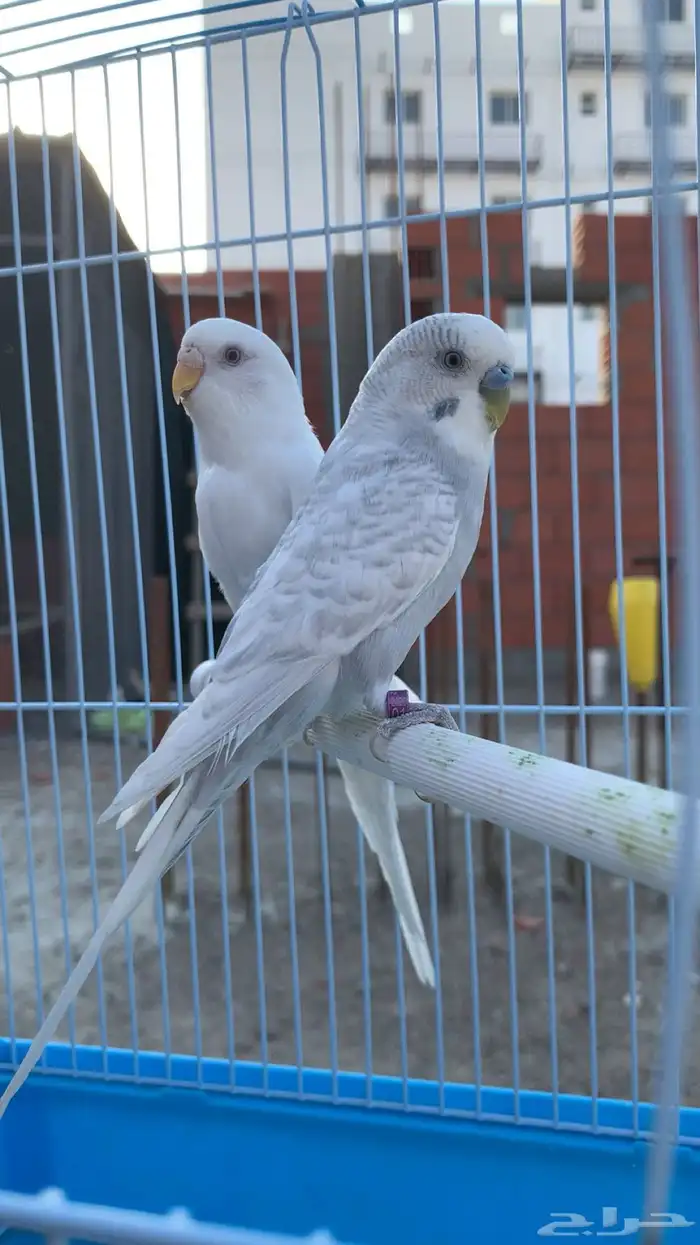 جوز بادجي طفره ( لأهل النوادر ) ( تم البيع ) 0