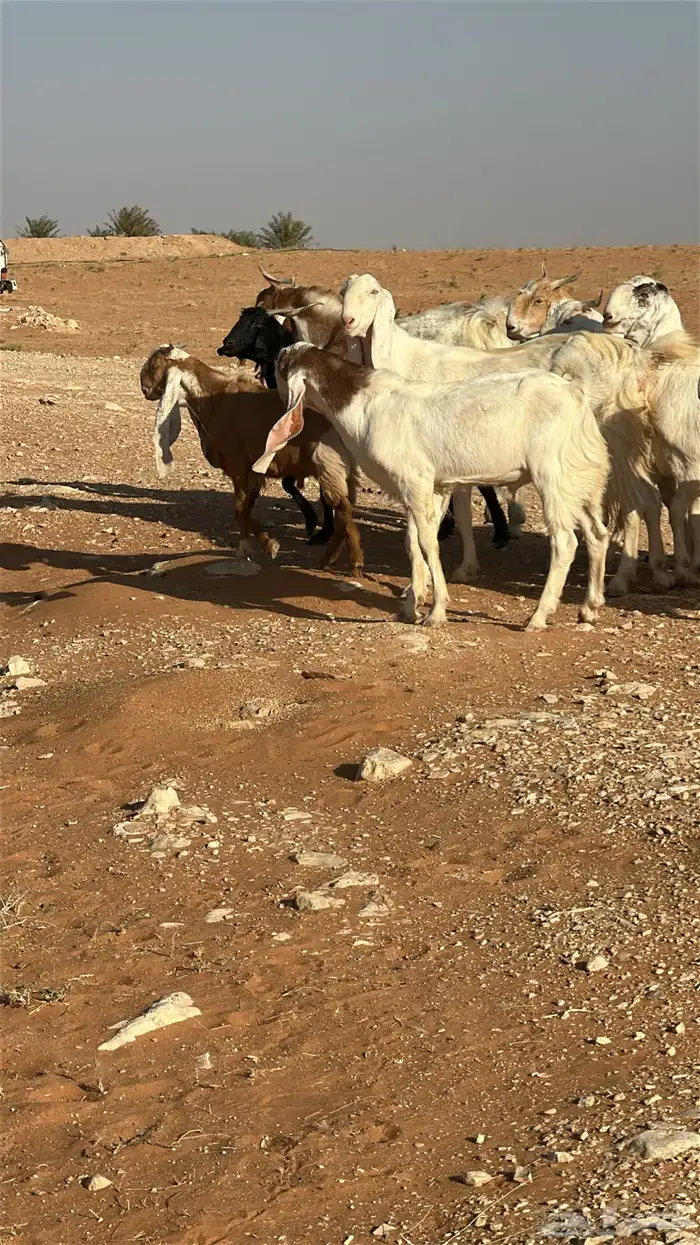 مشروع فحل هولندي 0