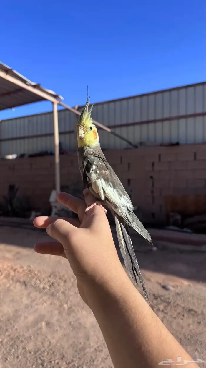 كروان ذكر بدايات كلام 1