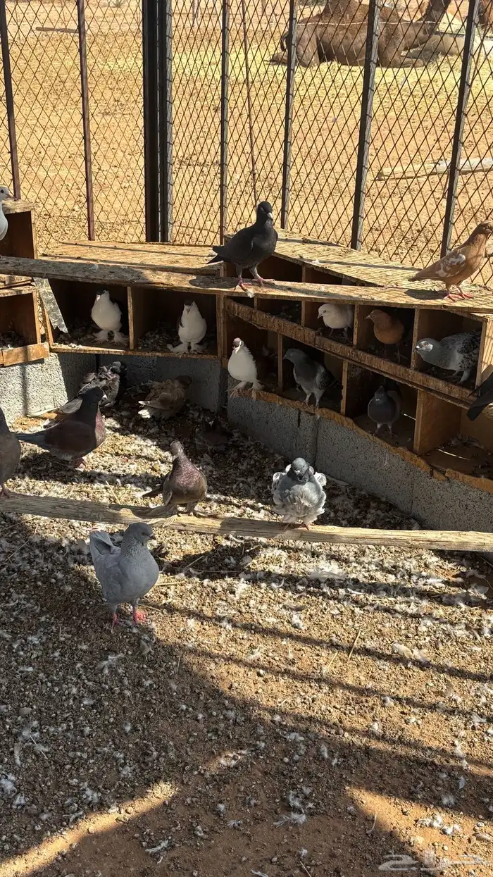 حمام زينه للبيع 9