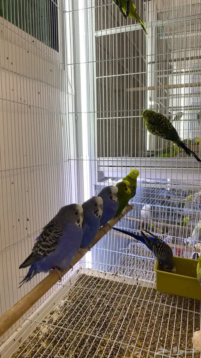 طيور بادجي اسبلتات بلاك فيس 0