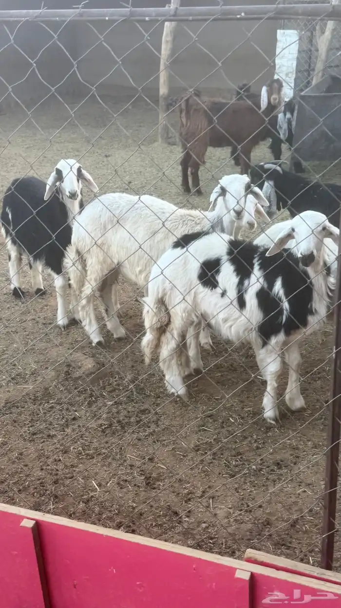 رخال طيبات للبيع 7