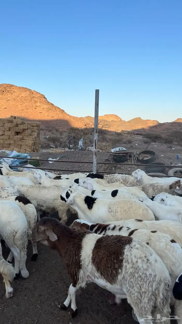 طليان سواكن شبيه الحري مرابى جادعان 23