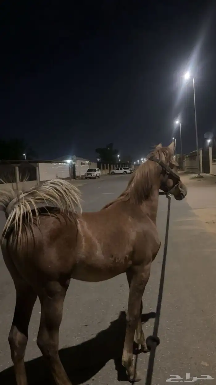 مهر فاخر جدا 1