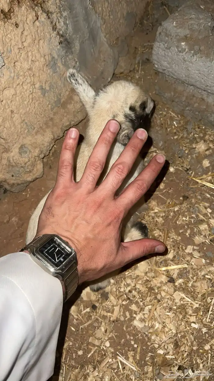 ماعز قزم مستورد 8