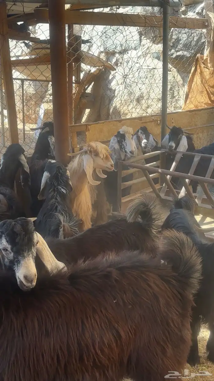 تيوس عوارض مخاصي 0