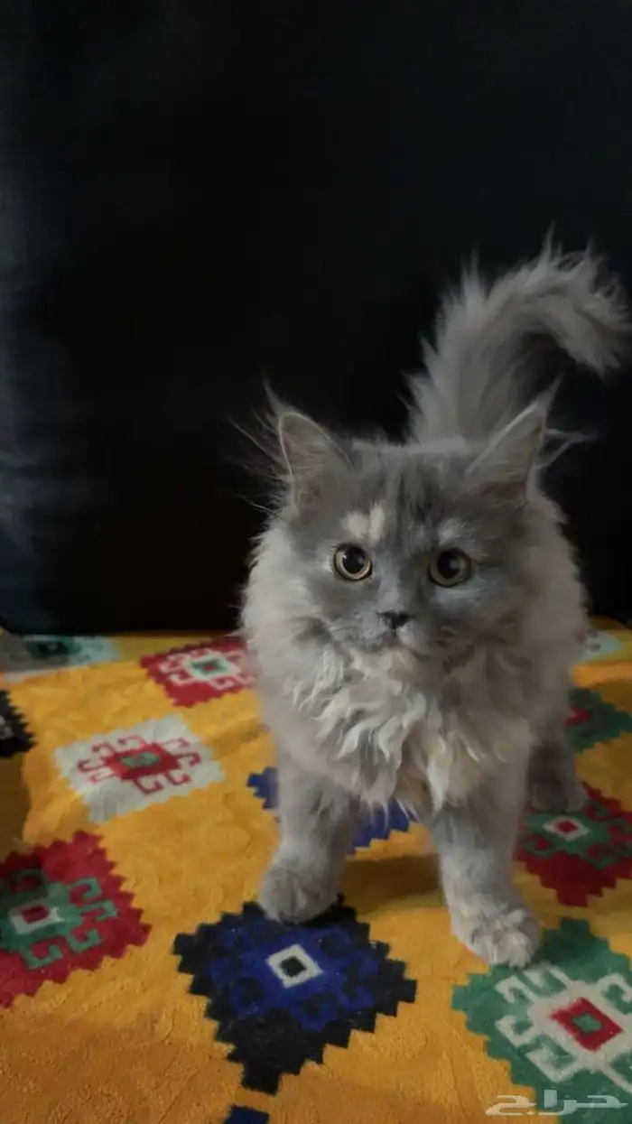 قطط شيرازيه 1