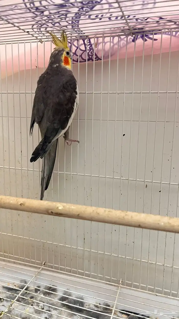 جوز كروان باكستاني 2