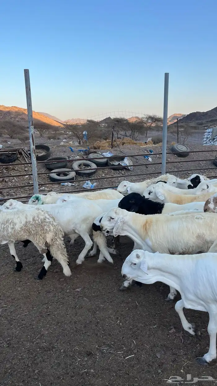 طليان سواكن شبيه الحري مرابى جادعان 31