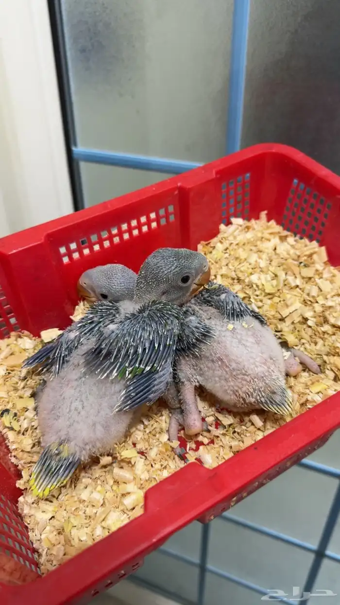 فروخ درة نيبالي غر انتاج محلي 1