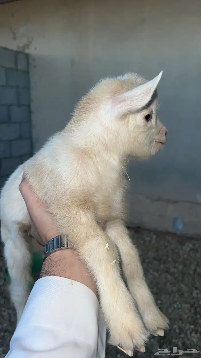 ماعز قزم مستورد 1