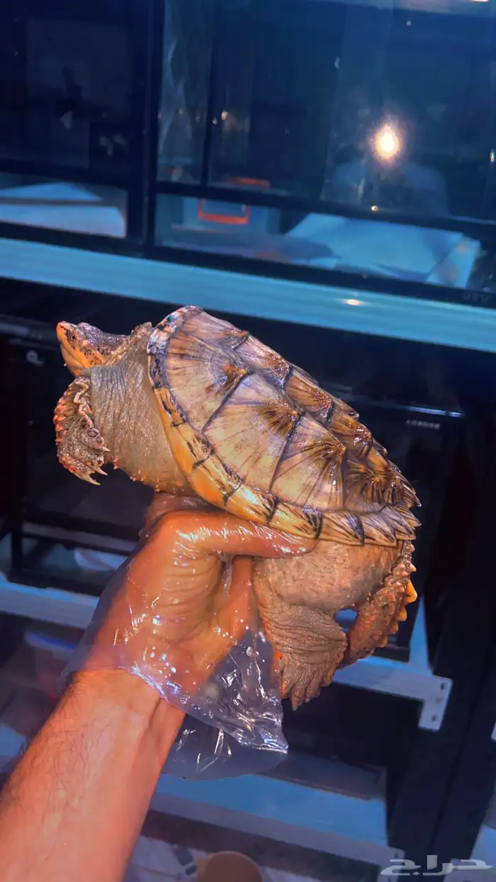 سلاحف النهاشه 0