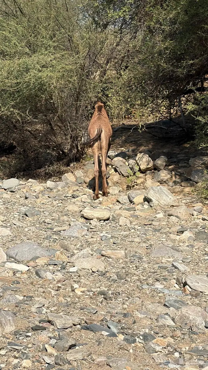 قعدان للبيع 2