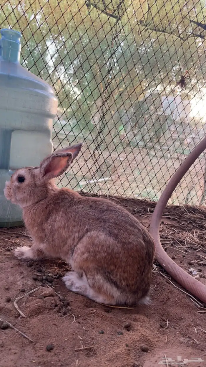 أرانب بلدي 1