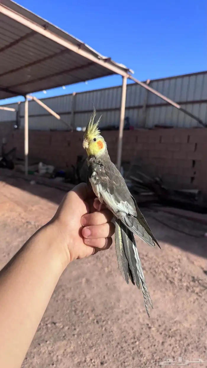 كروان ذكر بدايات كلام 2