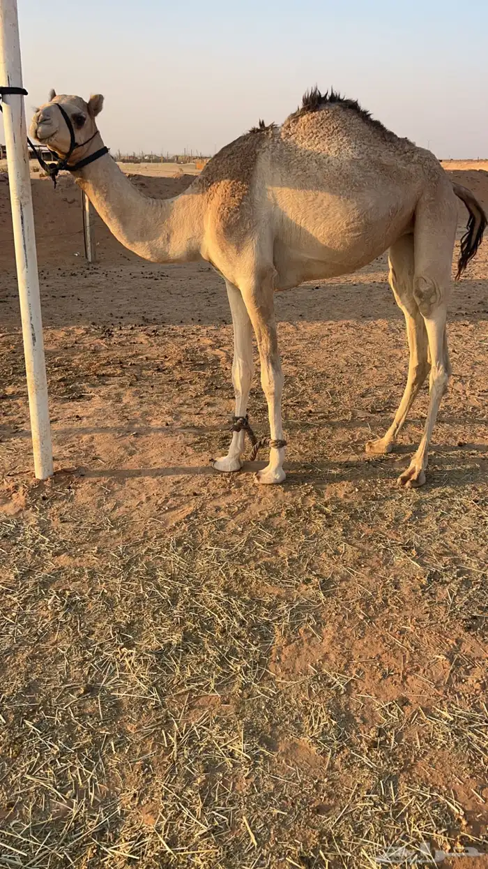 حقه بكره عمانيه هجن 1