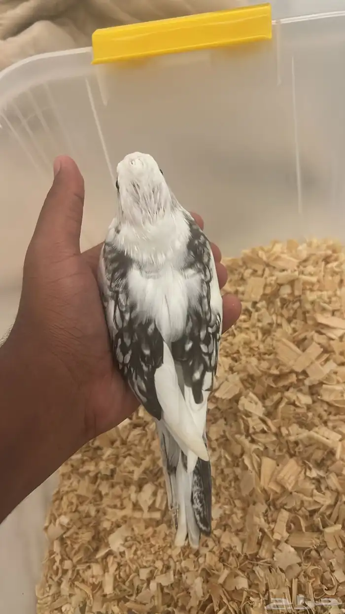 للبيع فرخ كروان 2