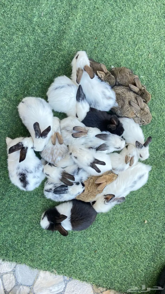 ارانب بابيون وايطالي صغار للبيع 1