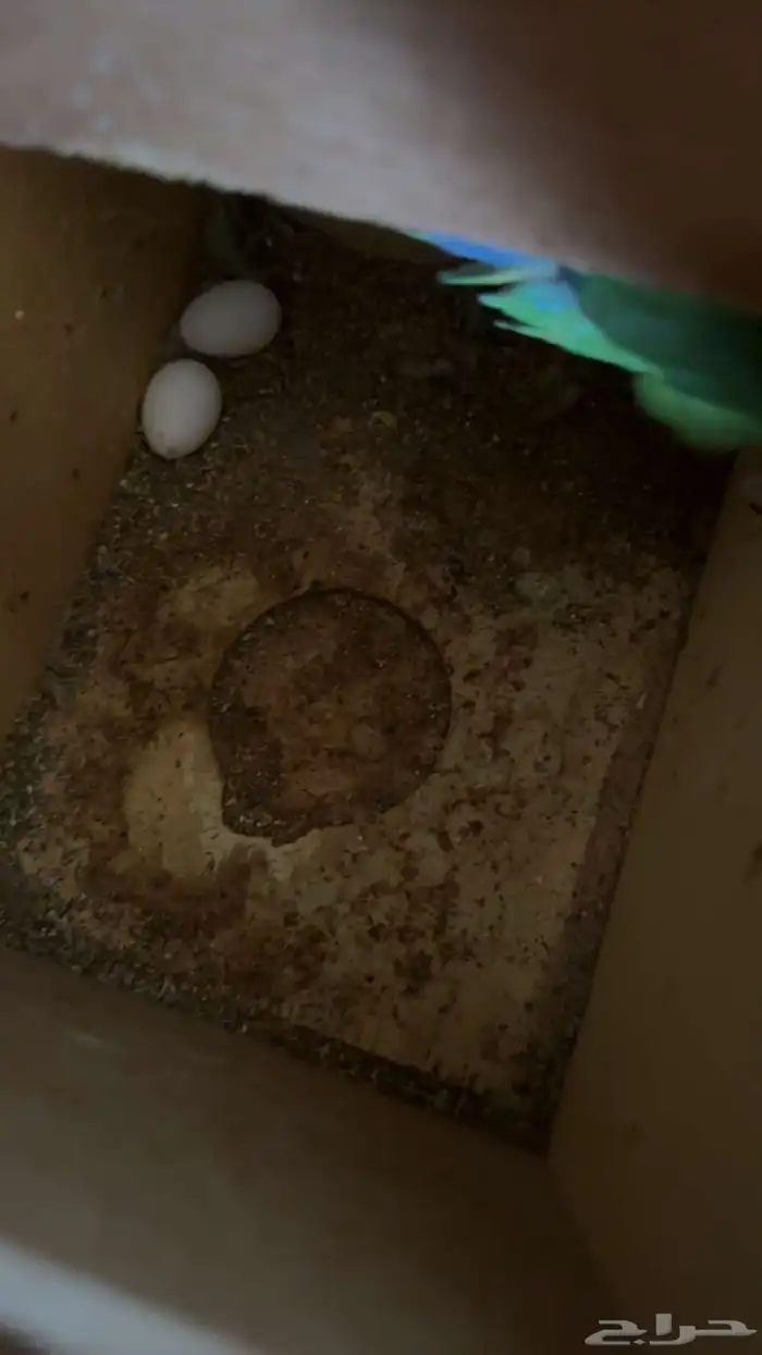 اثنين طير روز للبيع 4