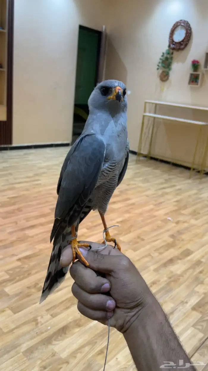 باز للب يع 12