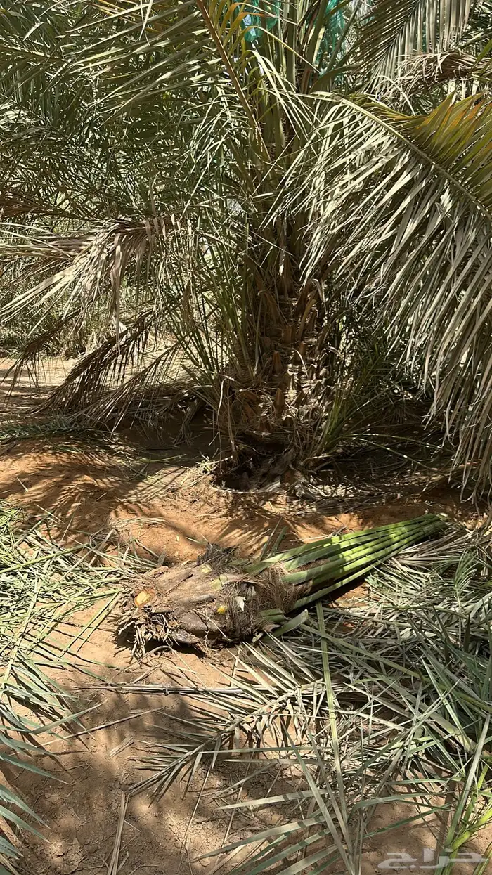 نخل الخرج واشيقر 3