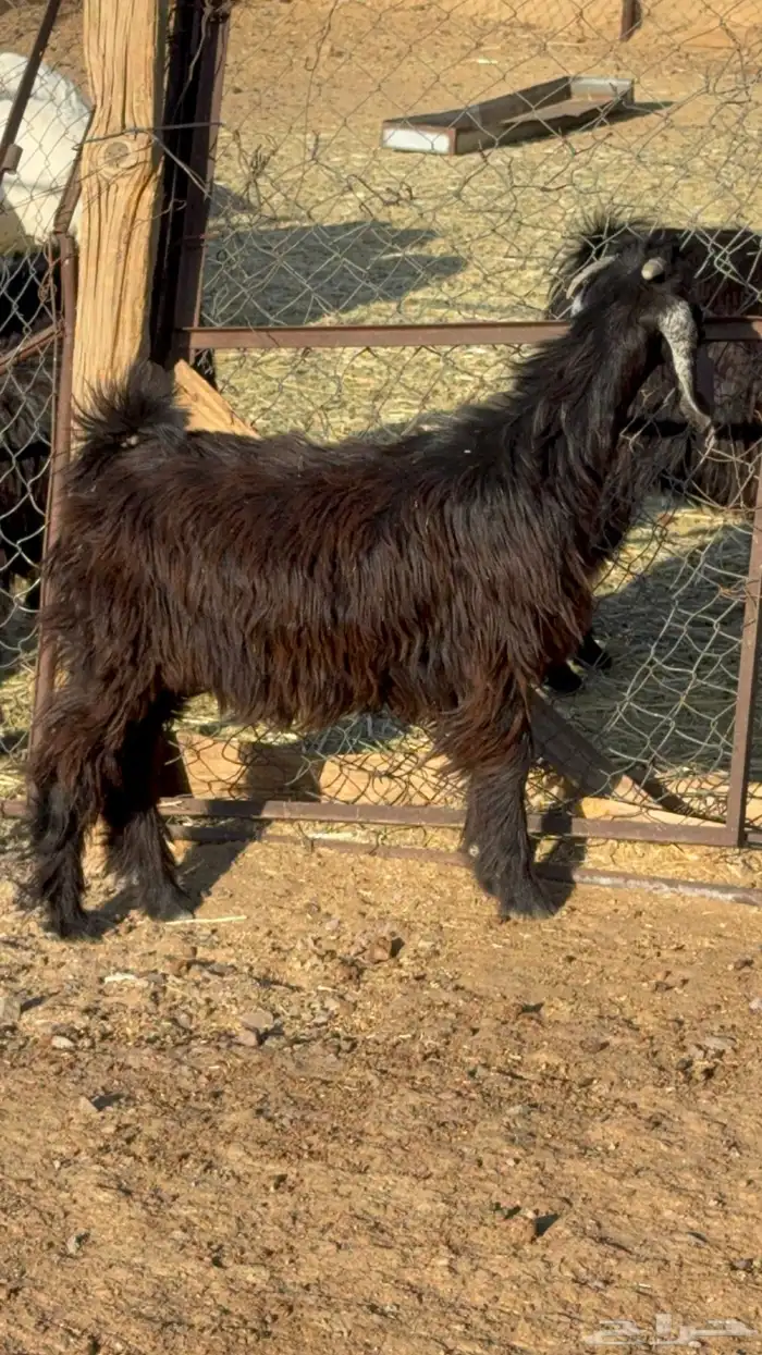 تيوس وجفار ذبايح 5