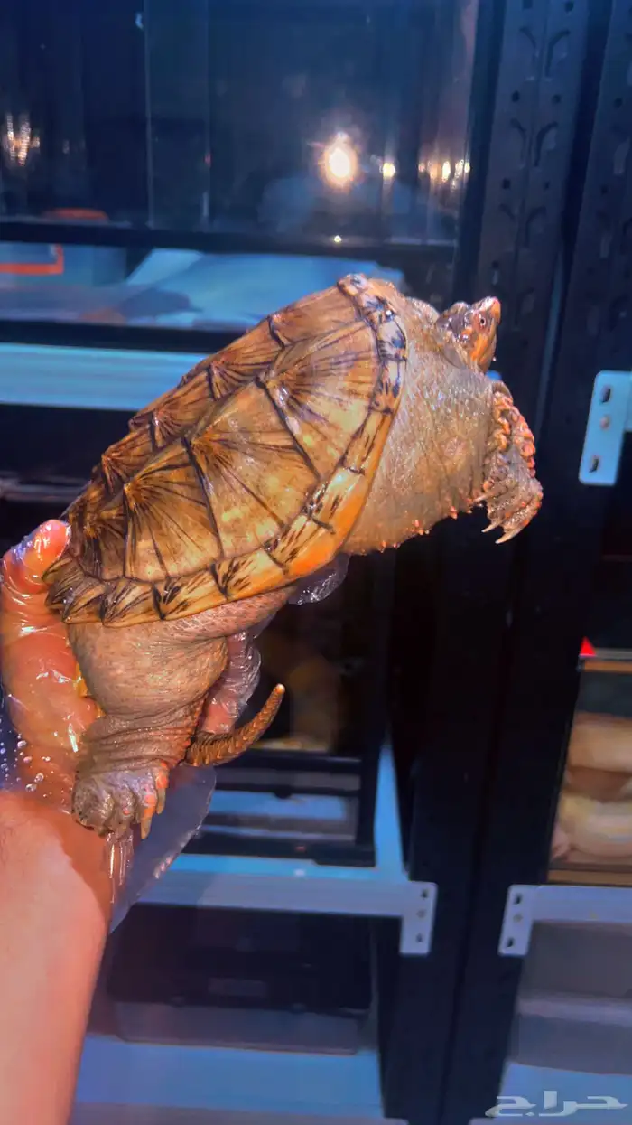 سلاحف النهاشه 1