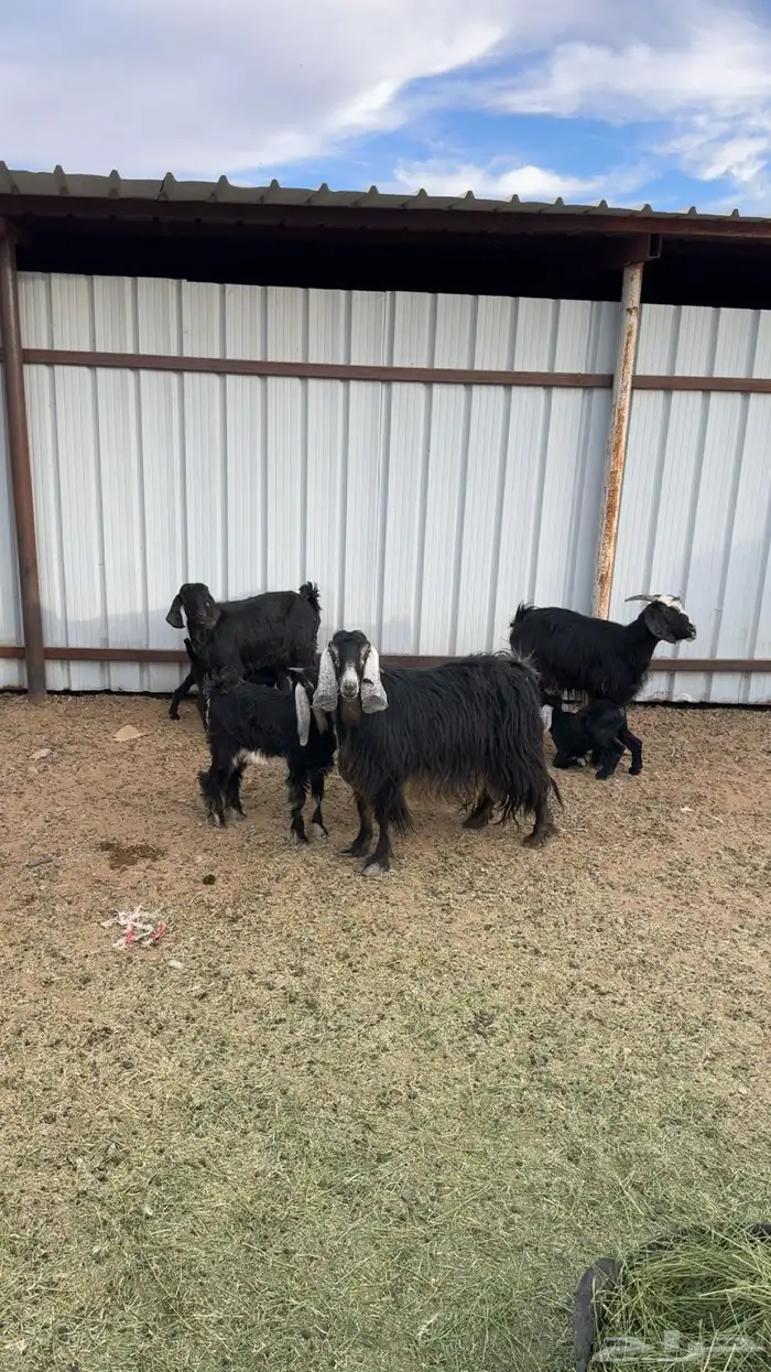 معزا ولد العدد اربع 1