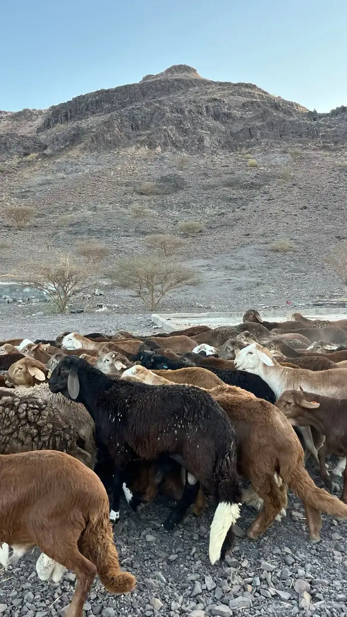طليان سواكن حمري جادعان مرابى 27