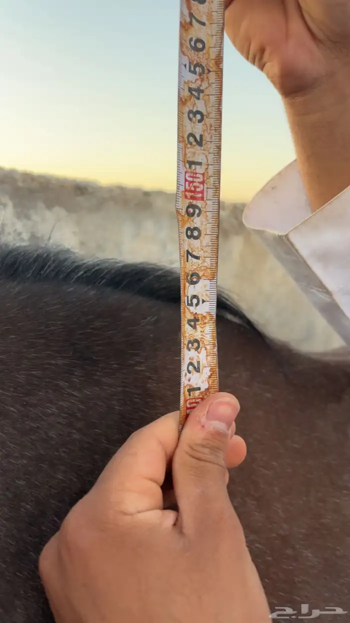 مهره شعبيه فاخره 2