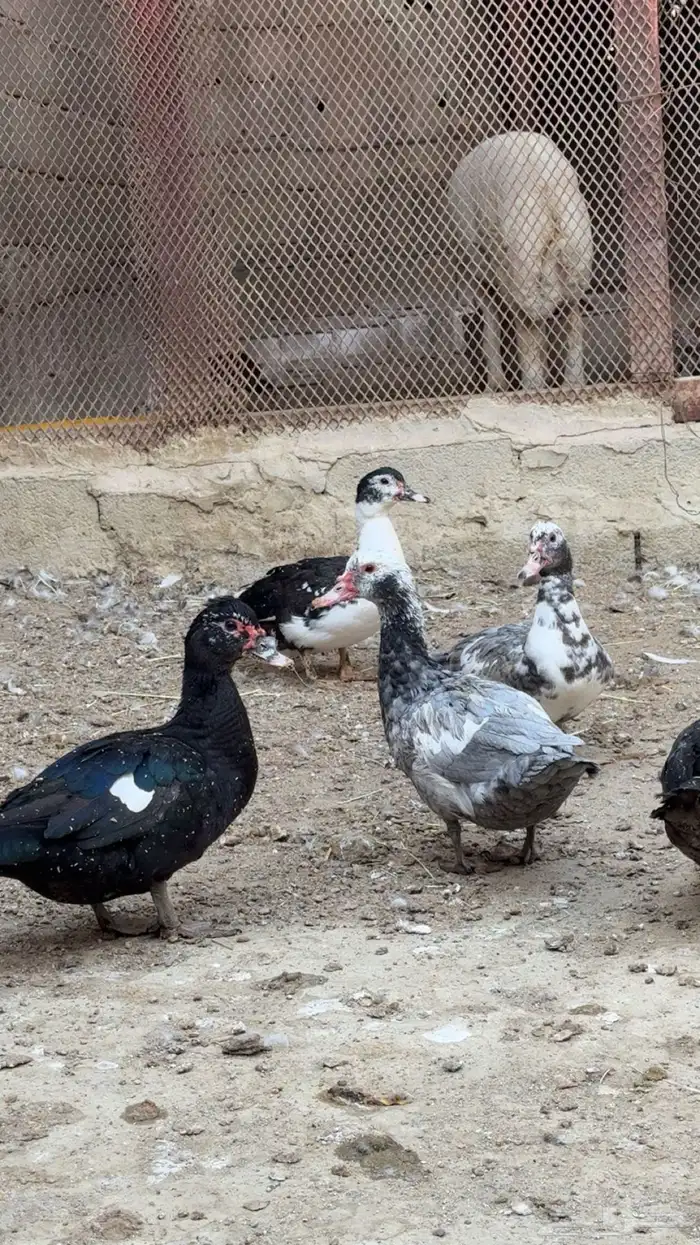 بط مصري للبيع 1