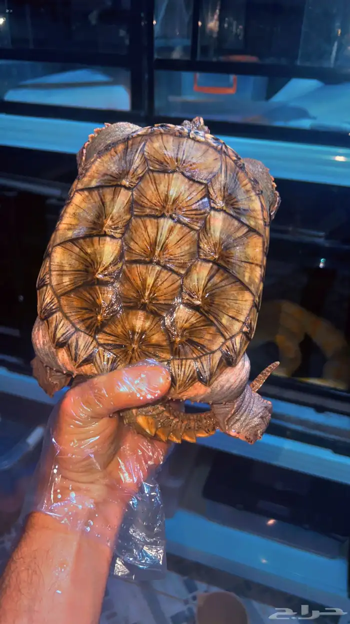 سلاحف النهاشه 2