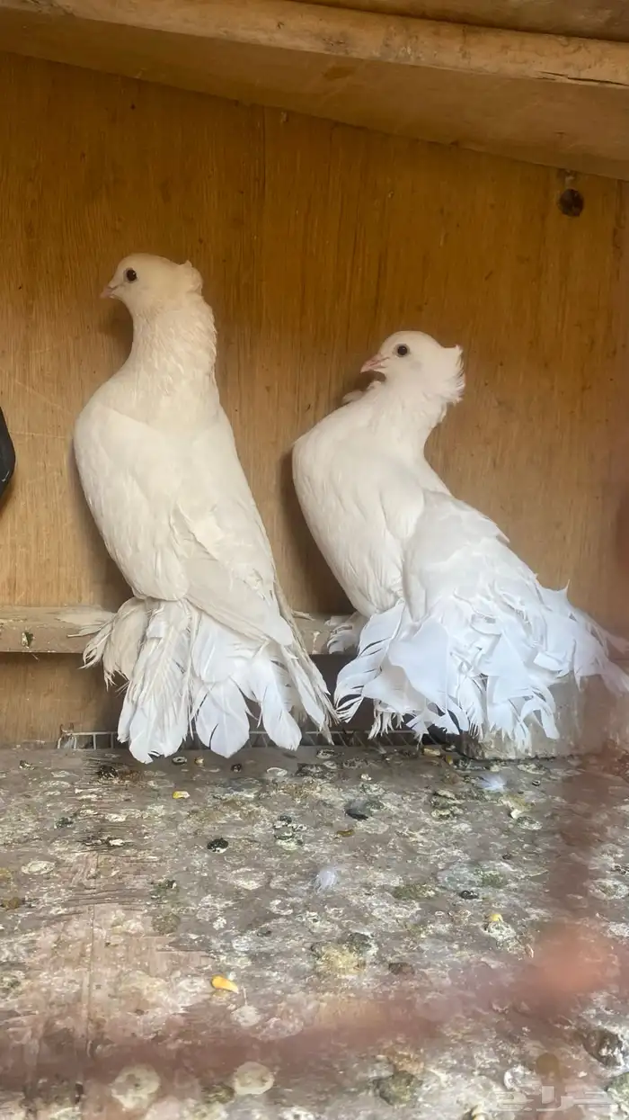 للبيع حمام رقاص الخرج 0