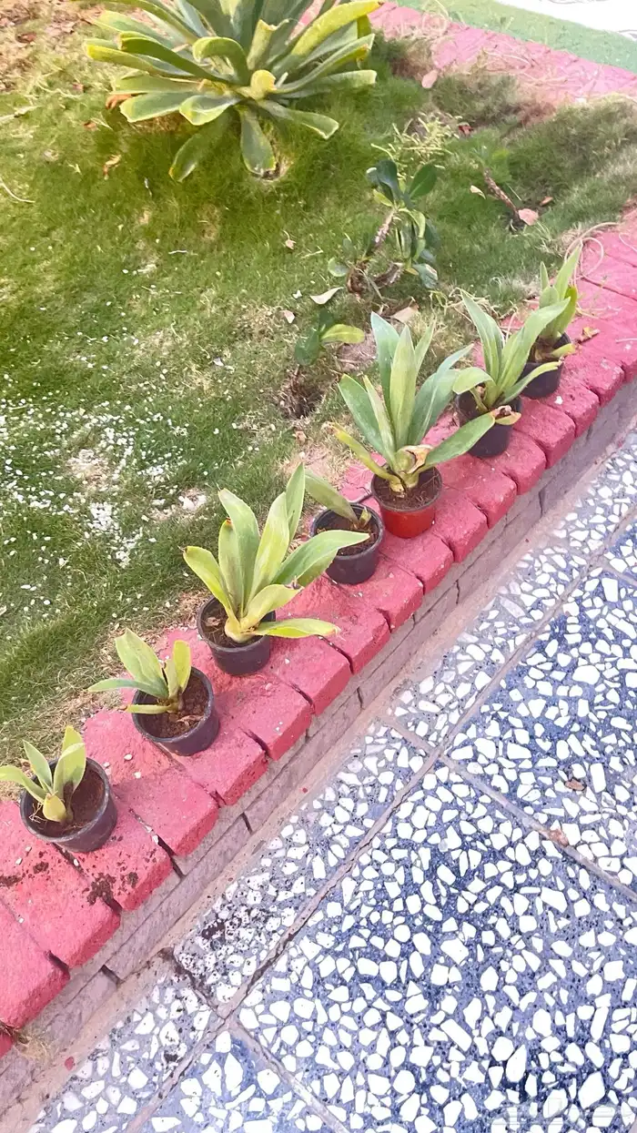 زرع للحديقه بأسعار تبدأ من 5 ريال 1