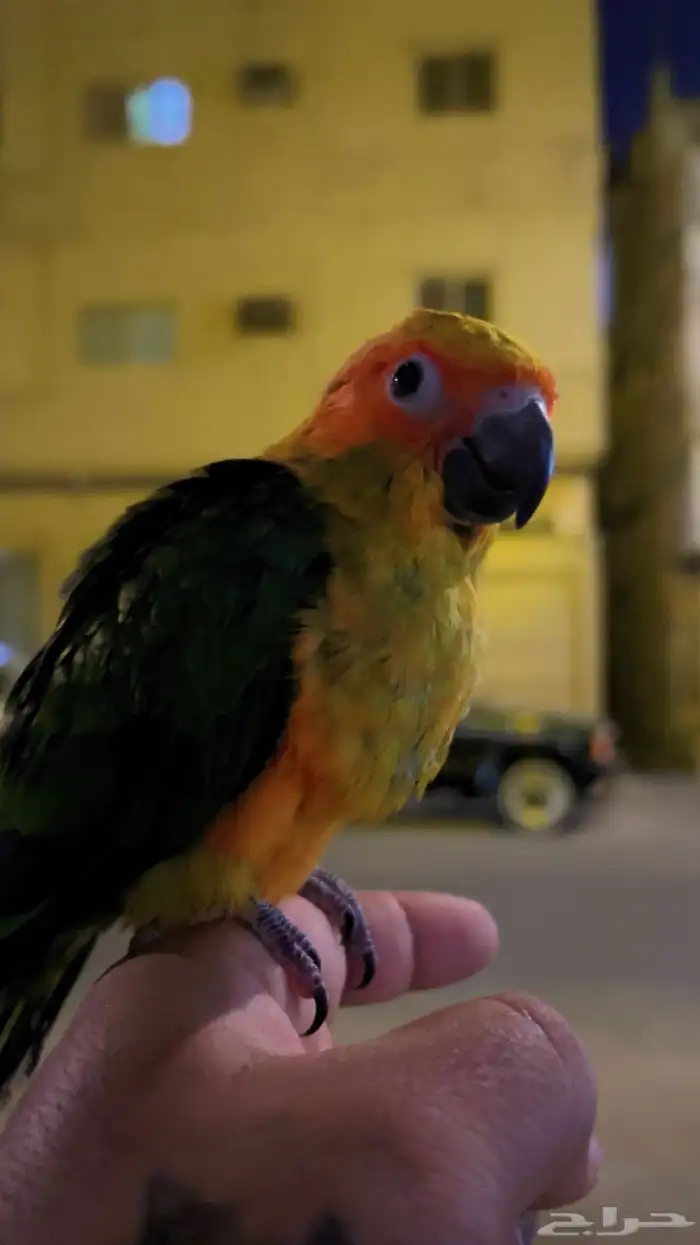 فرخ صن كنيور قريب فطم ليف ولعوب 0