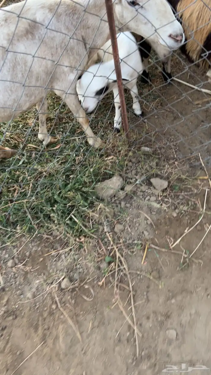 نعجه معاها فرير عمر شهرين 0