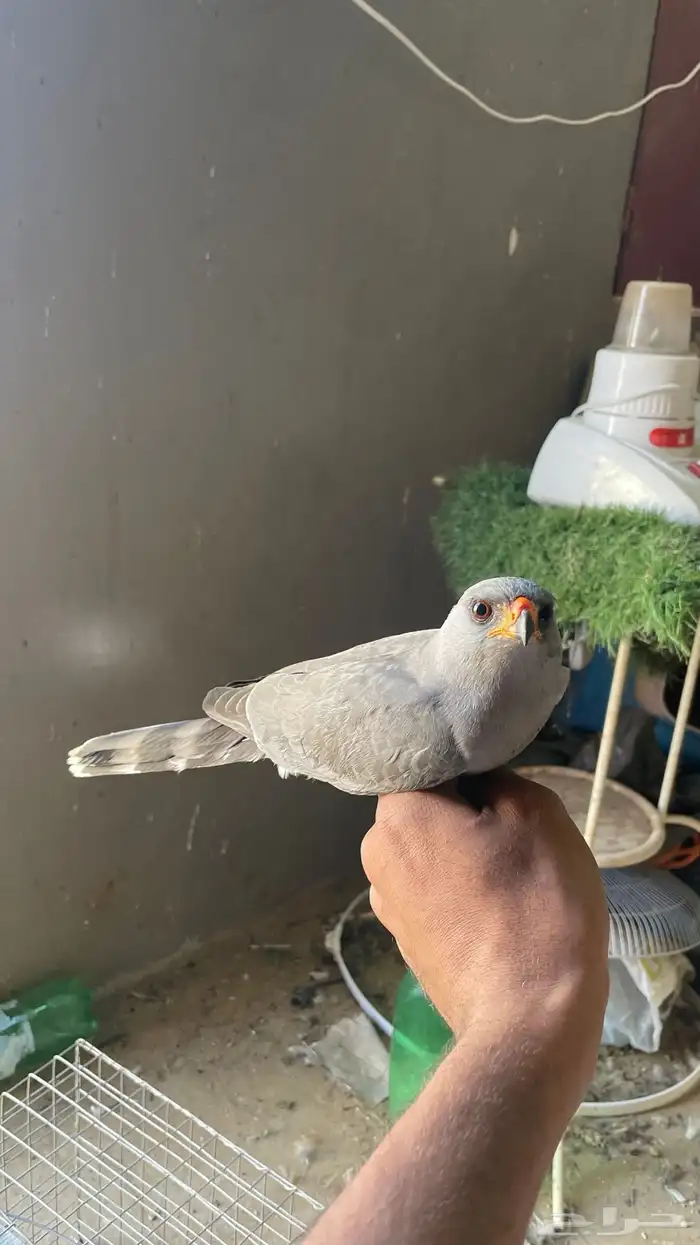 باز للب يع 7