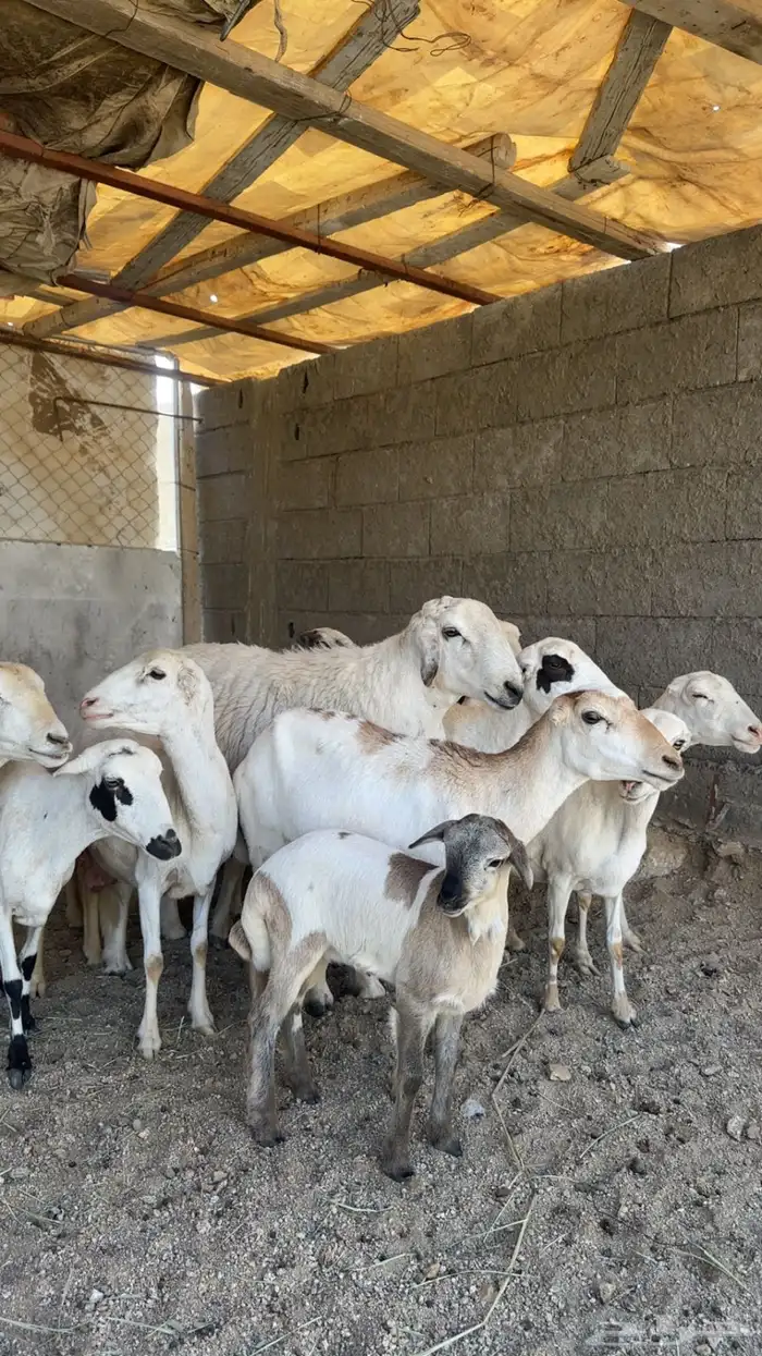 غنم دفع حصيب 2