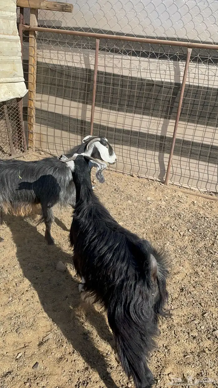 جفار ذبايح او مقنوي طيبه بالحيل( تم البيع ) 13