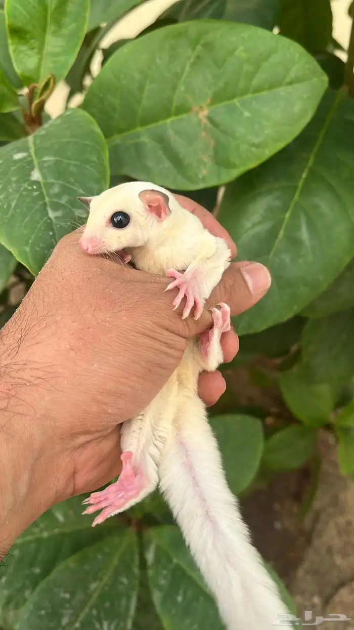 شوقر قلايد ابيض البينو اليف 3