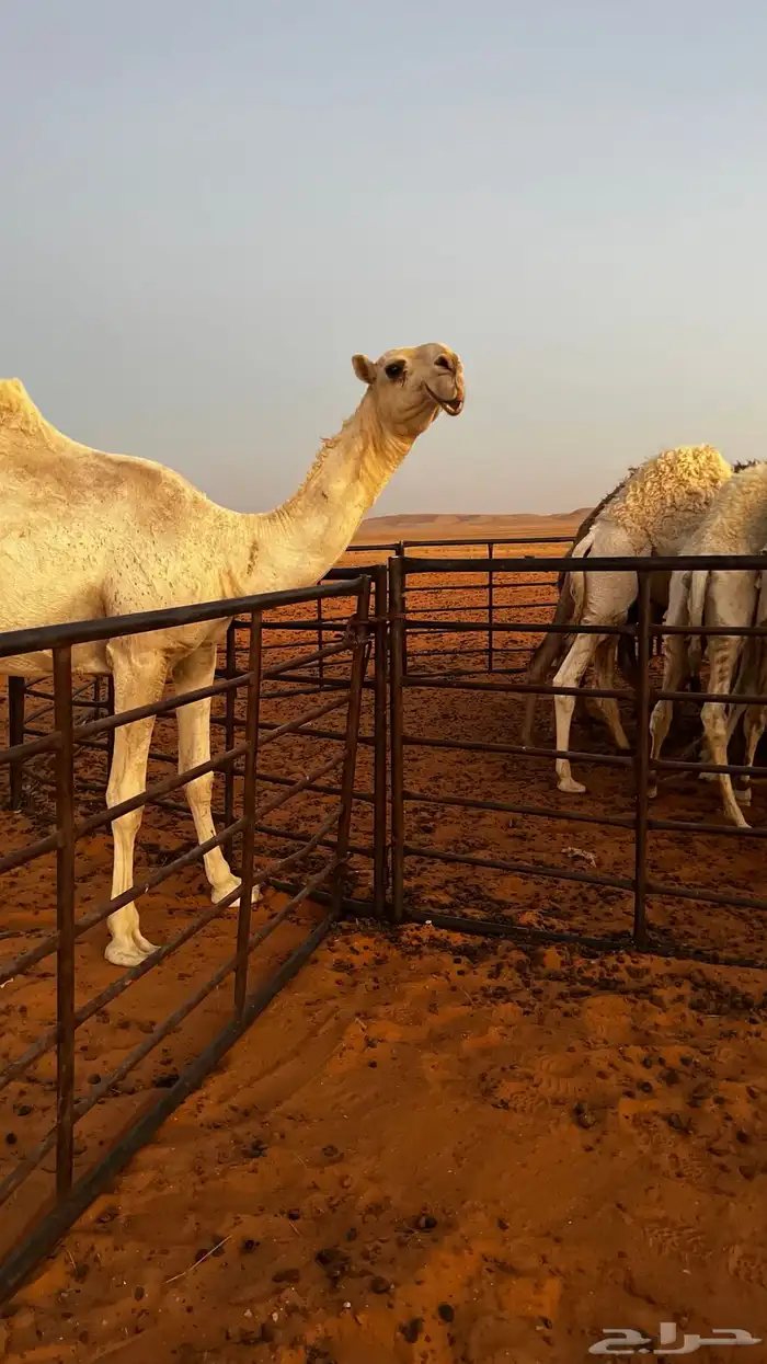 بعير باتلي 5