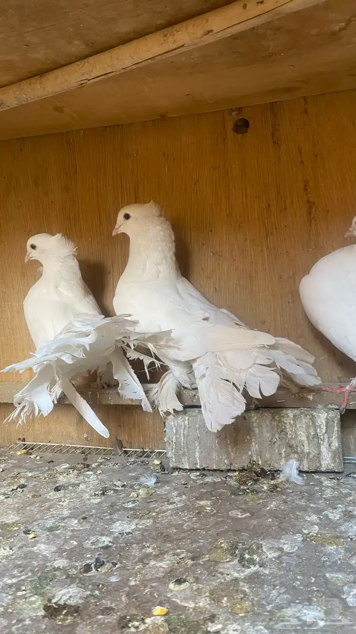 للبيع حمام رقاص الخرج 2