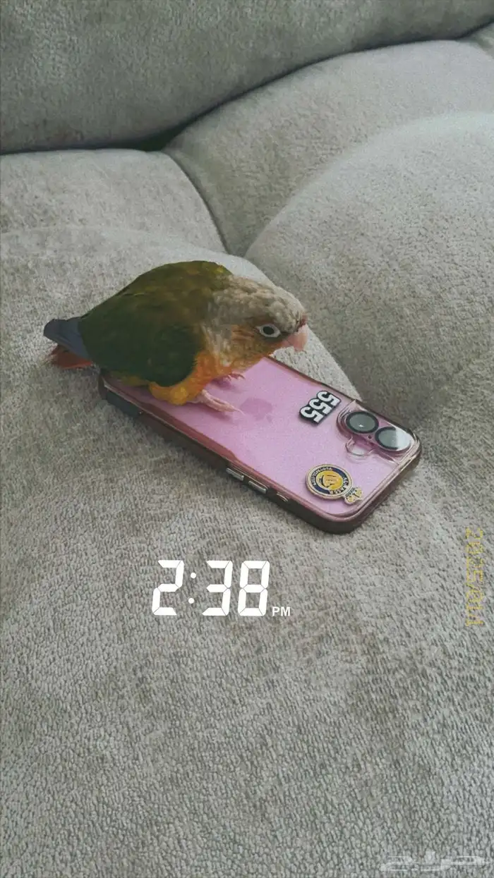 كنيور مفقود اسكان الحرس 1