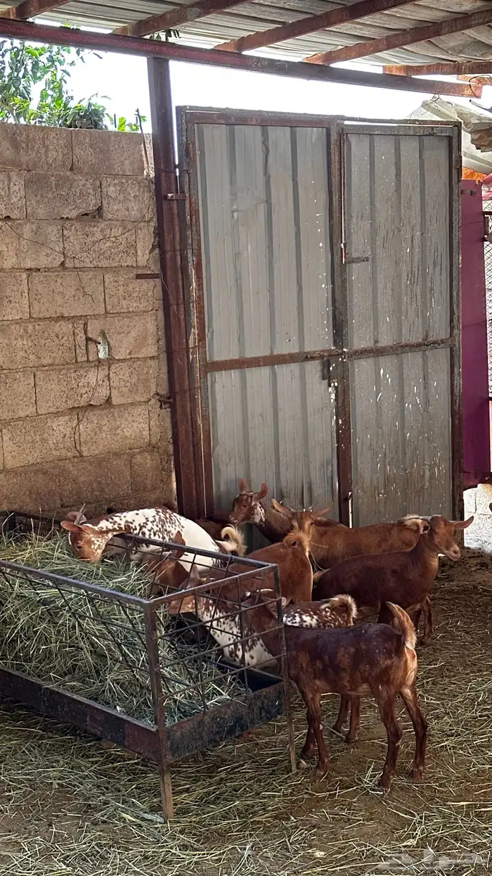 عنقان جذعات كفو 2