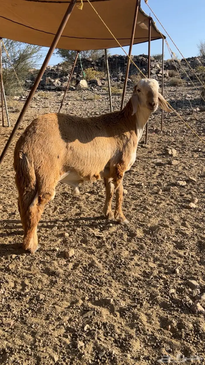 طلي درماني مشروع 2