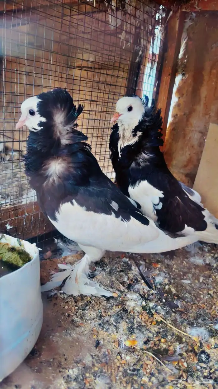 زوج بلجيكي طقم 0